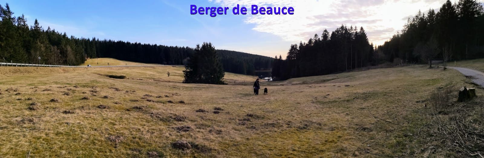 Berger de Beauce